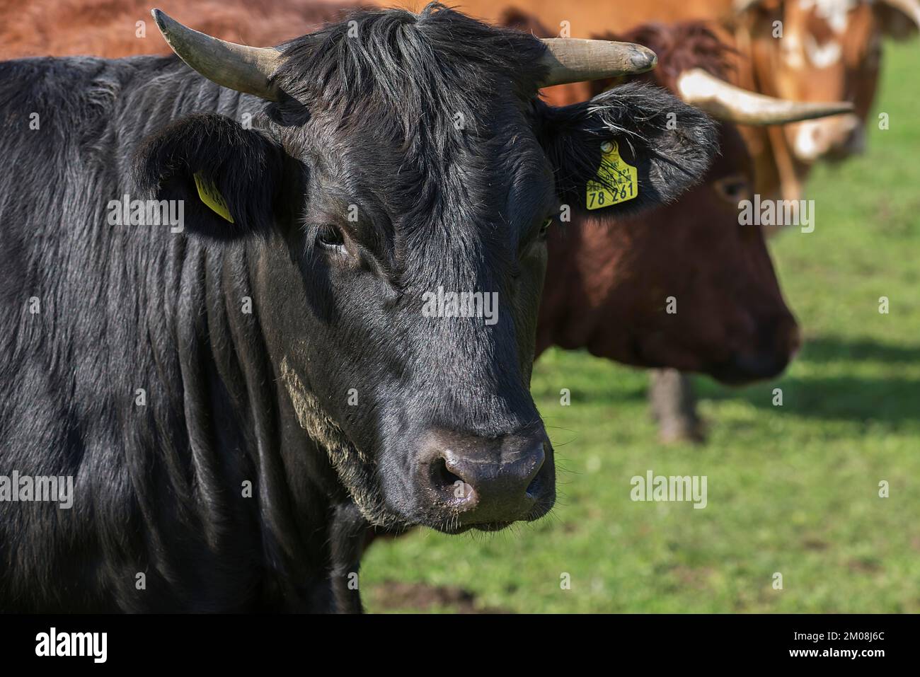 Portrait d'une vache noire, Franconie, Bavière, Allemagne, Europe Banque D'Images