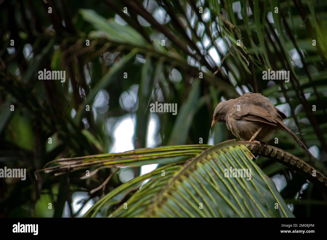 Un gros plan de la gardienne de la jungle perçant sur l'arbre Banque D'Images