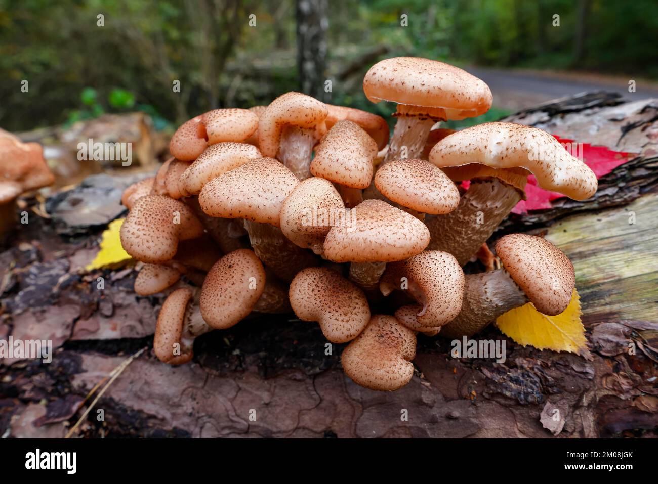 Hallimasch commun, également jaune doré ou jaune miel Halimasch (Armillaria mellea), sur le tronc d'arbre pourri d'un pin sylvestre (Pinus sylvestris), Schles Banque D'Images