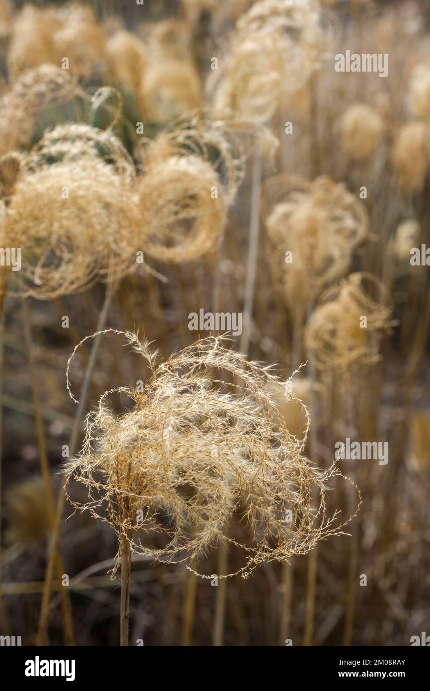 Miscanthus nepalensis, herbacée himalayenne, herbacée népalaise, têtes de graines jaunes ornementales décidues en hiver Banque D'Images