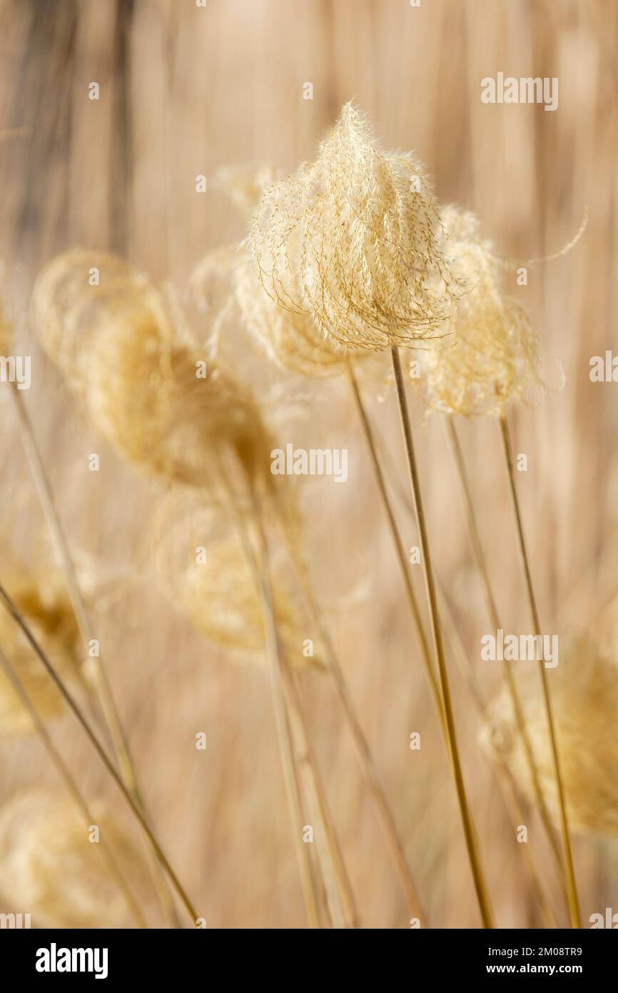 Miscanthus nepalensis, herbacée himalayenne, herbacée népalaise, têtes de graines jaunes ornementales décidues en hiver Banque D'Images