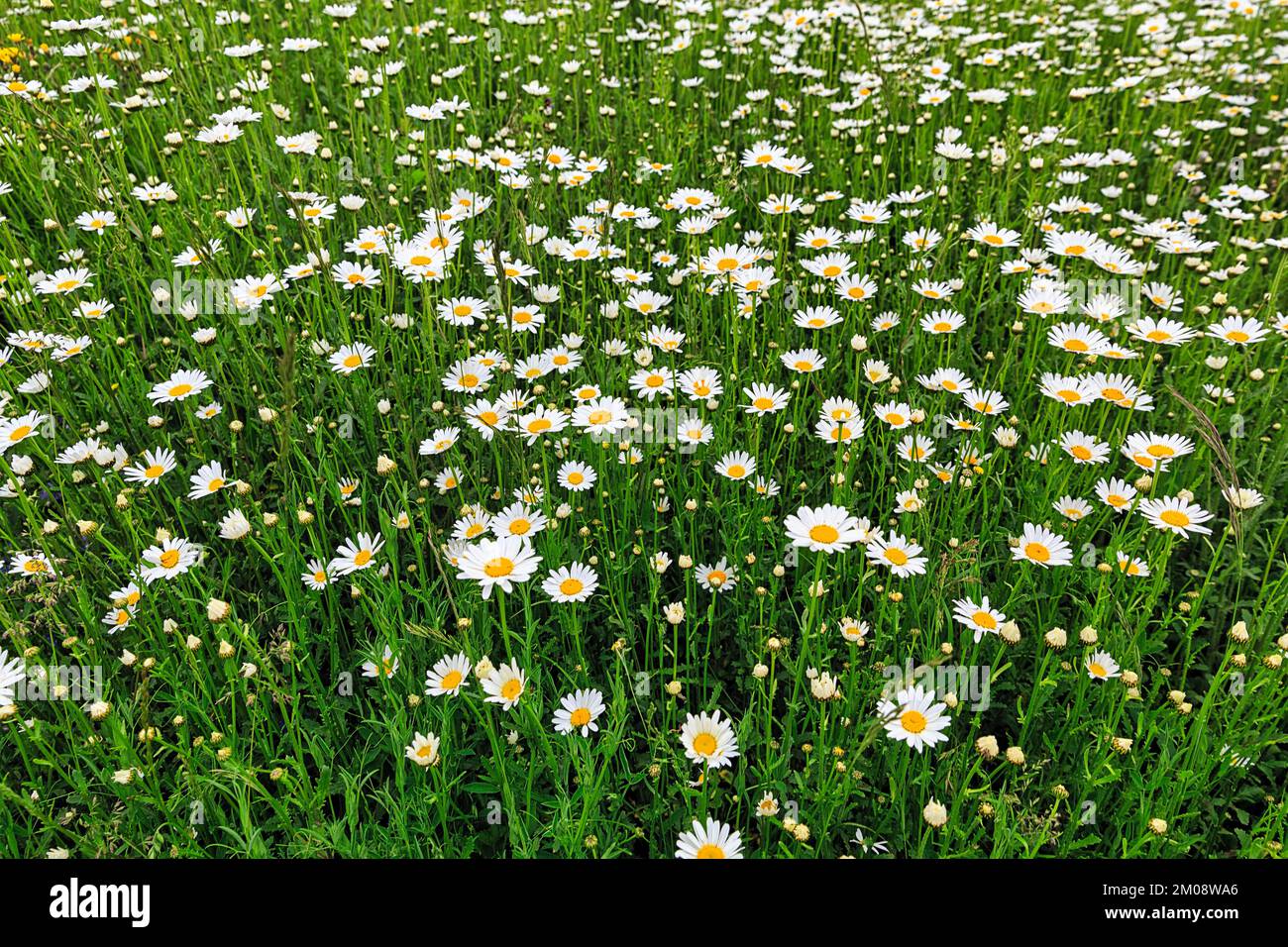 Camomille fleurie dans le jardin du monastère, photo d'arrière-plan, Monastère de Dalheim, Musée national de la culture monastique, Lichtenau, Paderborn, Teutoburg F. Banque D'Images