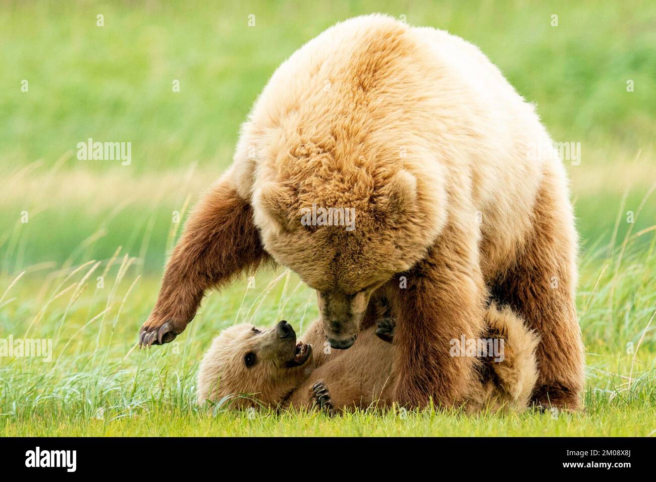 Attaque d'en haut. Alaska : CES IMAGES MIGNONNES montrent deux des petits les plus doux qui roulent autour de leur mère à l'ours. Une image montre deux ours molletonnés Banque D'Images