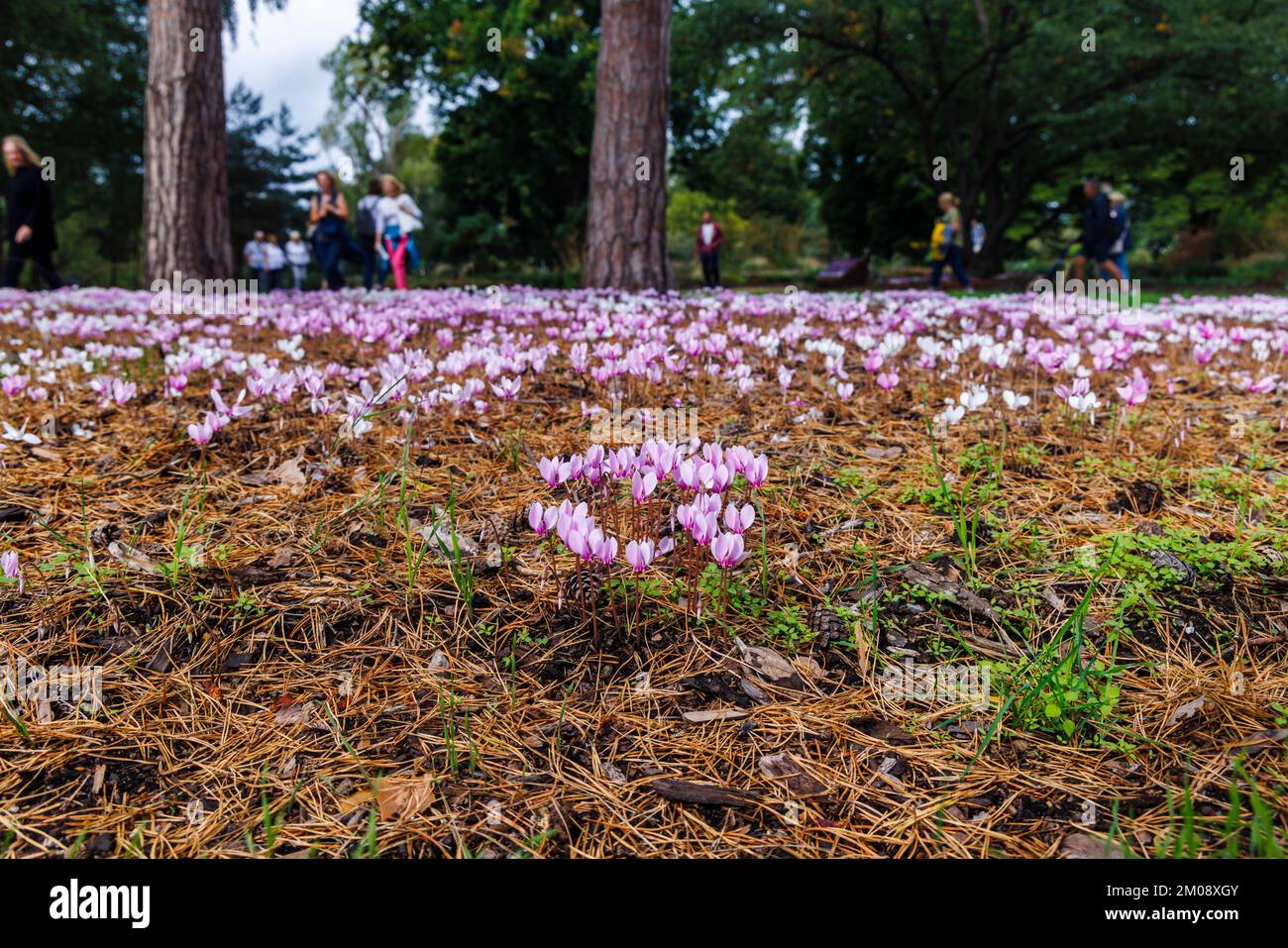 Petit cyclamen rose / violet hederefolium (cyclamen à feuilles d'ivy) fleurit à RHS Wisley, Surrey, dans le sud-est de l'Angleterre au début de l'automne Banque D'Images