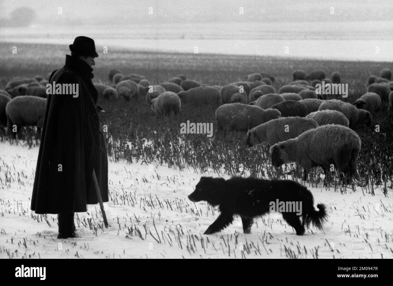La région de Ruhr avec des impressions photographiques dans les années de 1965 à 1970.près de Duisburg: Troupeau de moutons, Allemagne, Europe Banque D'Images