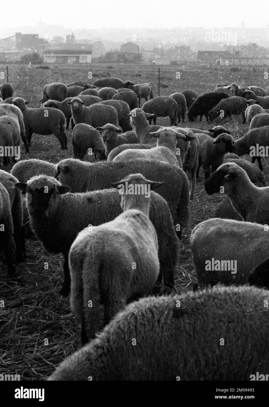 La région de Ruhr avec des impressions photographiques dans les années de 1965 à 1970.près de Duisburg: Troupeau de moutons, Allemagne, Europe Banque D'Images