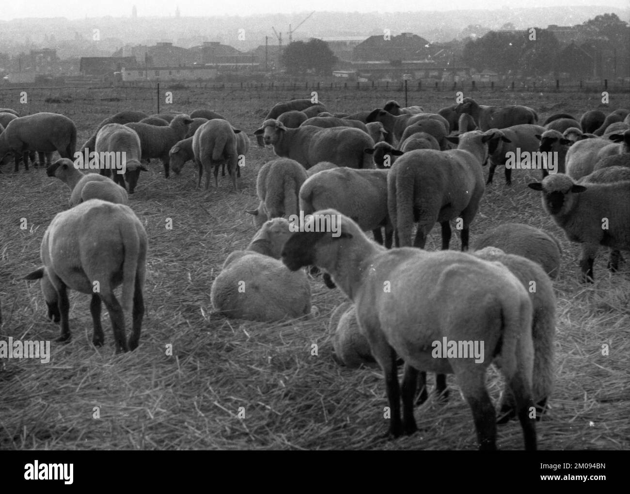 La région de Ruhr avec des impressions photographiques dans les années de 1965 à 1970.près de Duisburg: Troupeau de moutons, Allemagne, Europe Banque D'Images