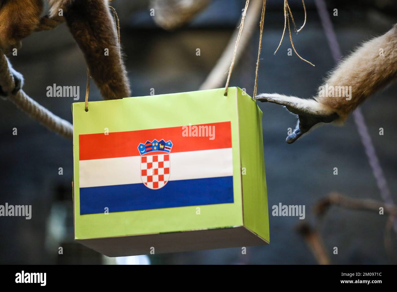 Zagreb, Croatie. 05th décembre 2022. Gibbon Kent au ZOO de Zagreb a prédit la victoire de la Croatie dans le match contre le Japon à la coupe du monde de la FIFA à Zagreb, Croatie sur 5 décembre 2022. Photo: Slavko Midzor/PIXSELL crédit: Pixsell/Alamy Live News crédit: Pixsell/Alamy Live News Banque D'Images