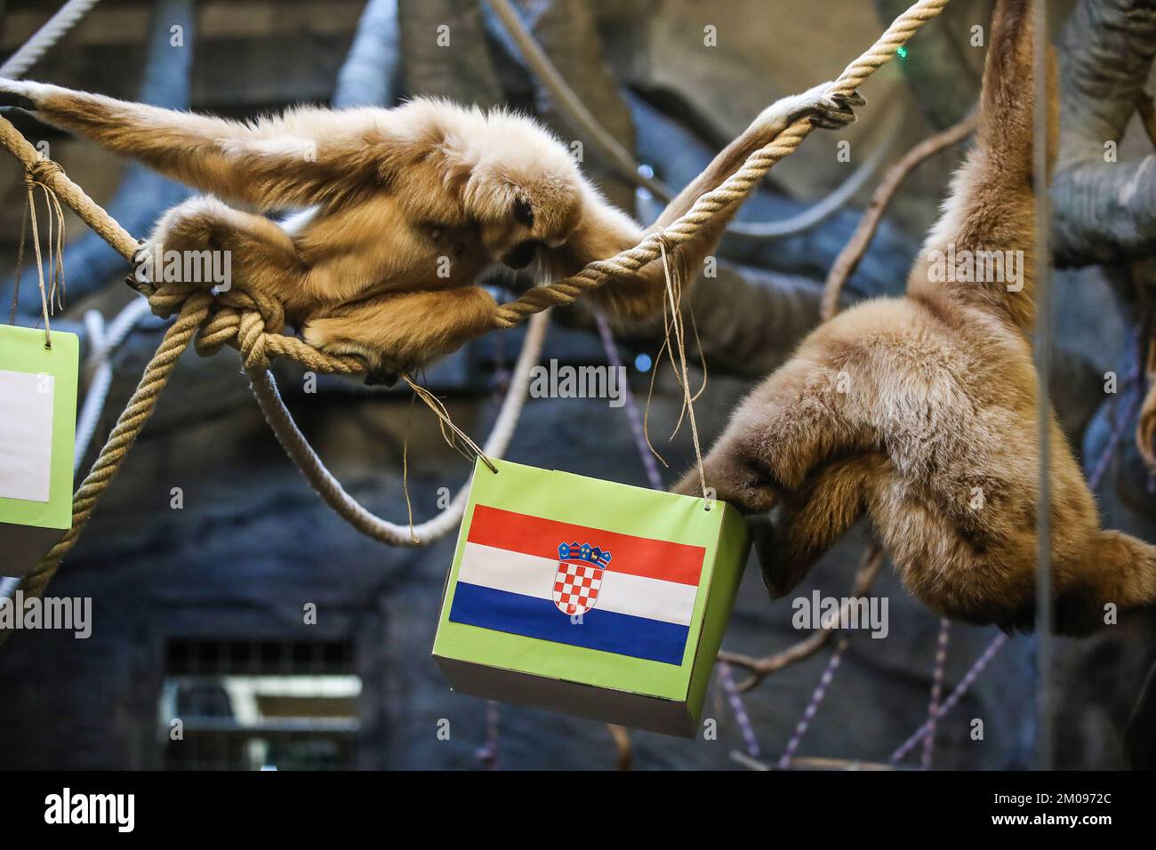 Zagreb, Croatie. 05th décembre 2022. Gibbon Kent au ZOO de Zagreb a prédit la victoire de la Croatie dans le match contre le Japon à la coupe du monde de la FIFA à Zagreb, Croatie sur 5 décembre 2022. Photo: Slavko Midzor/PIXSELL crédit: Pixsell/Alamy Live News crédit: Pixsell/Alamy Live News Banque D'Images