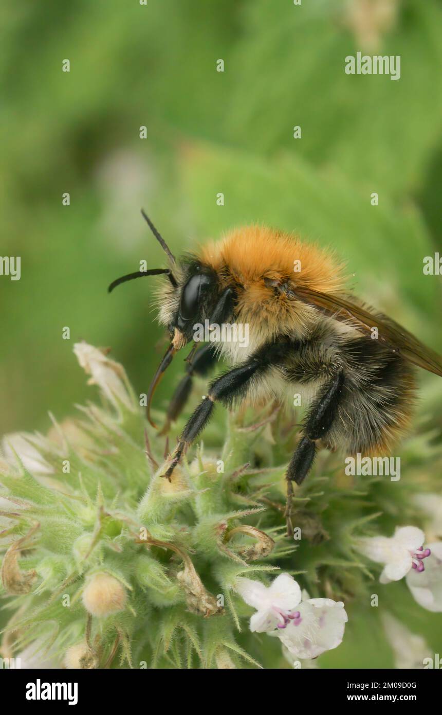 Ferme naturelle n un carder à bandes bvrown Bumblebee, Bombus pascuorum assis sur une fleur blanche Banque D'Images
