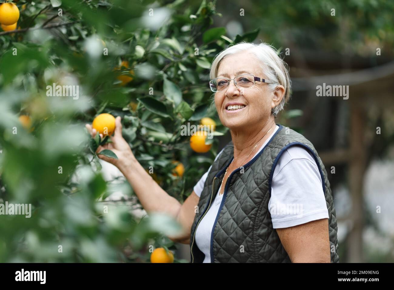 Femme âgée cueillant des oranges d'un arbre dans sa cour de jardin à la lumière dorée d'un après-midi ensoleillé d'été, concept de retraite actif et sain Banque D'Images
