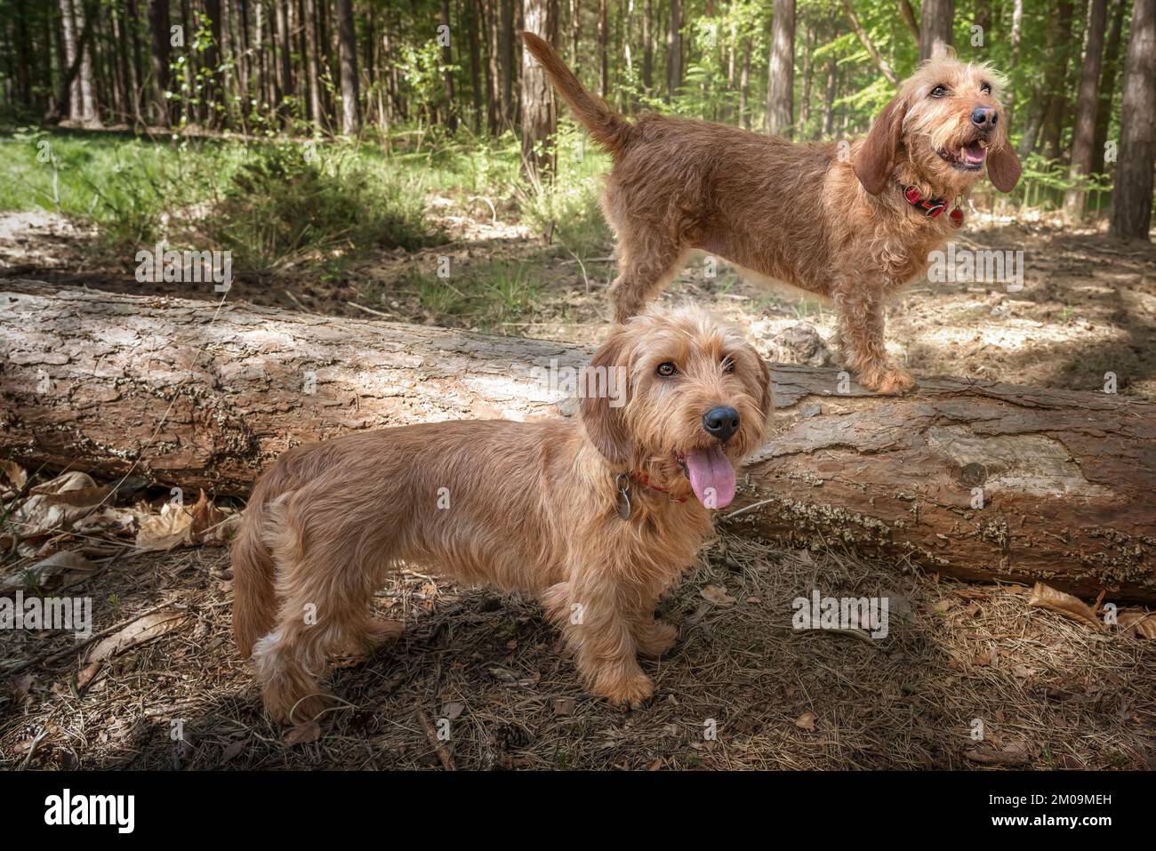 Deux chiens de Basset Fauve de Bretagne qui regardent légèrement loin dans la forêt, un sur un arbre tombé Banque D'Images