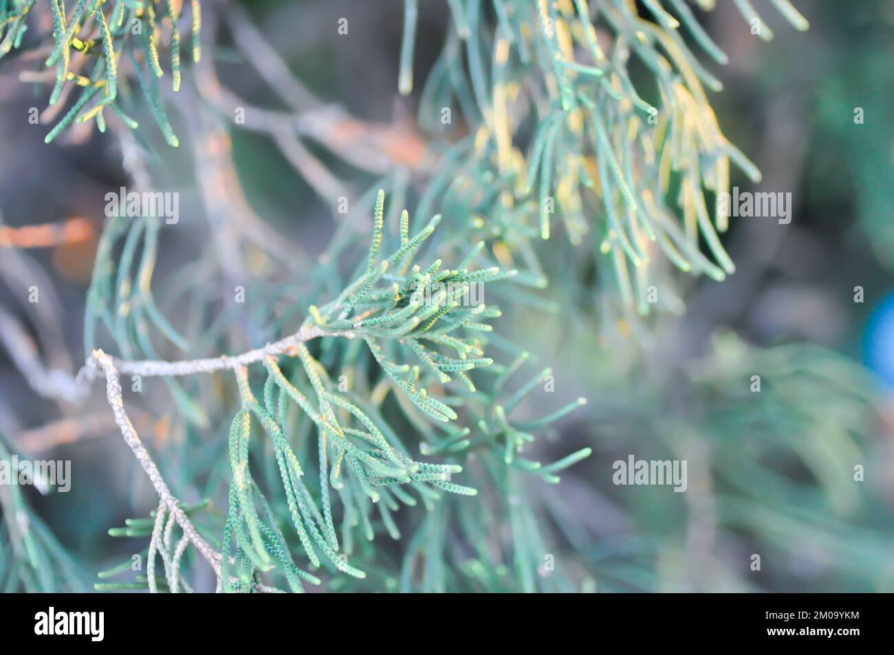 Pinus kesiya royle ex gordon Banque de photographies et d’images à ...