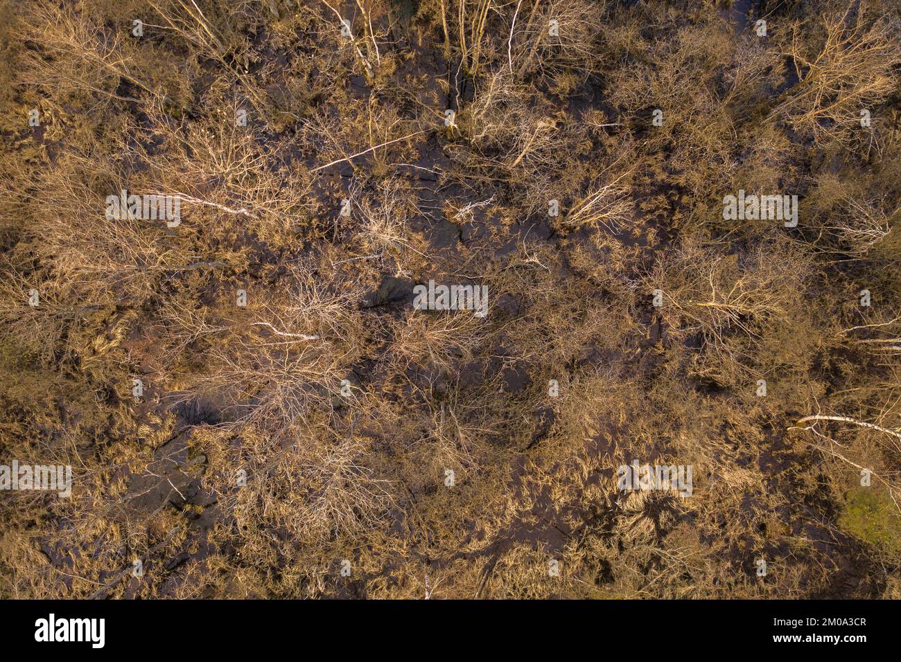 Vue sur la forêt inondée par drone. Forêt se tournant vers marécage dans le paysage rural pendant le jour de printemps Banque D'Images