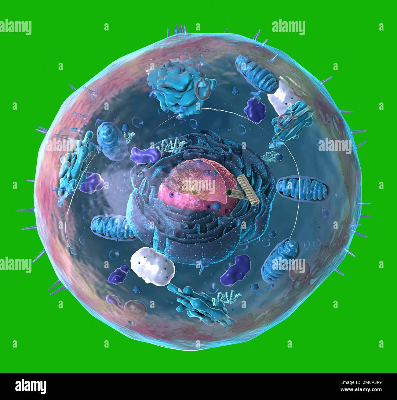 Composants de la cellule eucaryote, du noyau et des organites et de la membrane plasmique - illustration 3d Banque D'Images