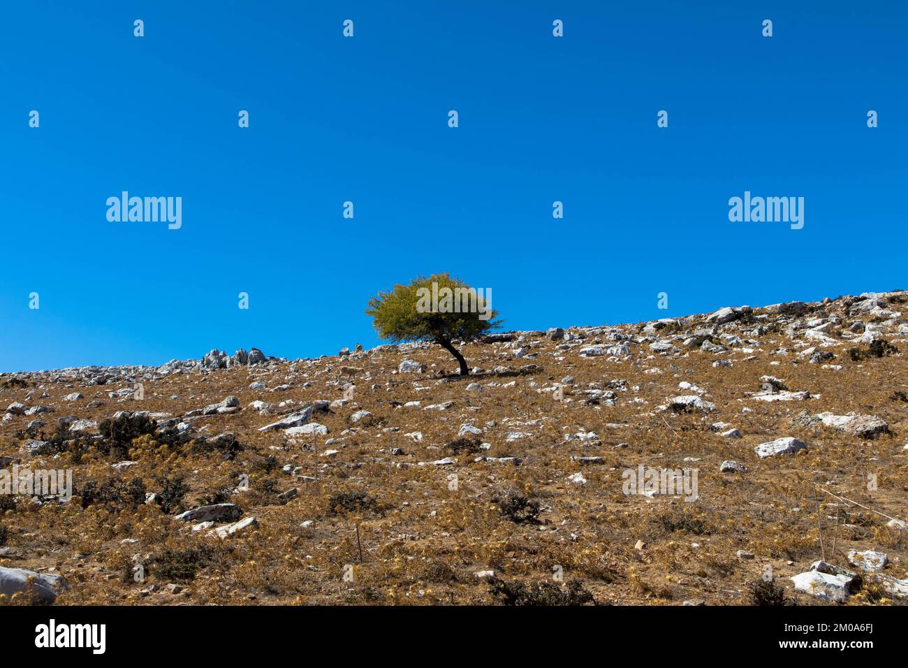 Rochers, pierres et un arbre solitaire dans un paysage grec aride. Montagne d'Attavyros. Île de Rhodes, Grèce. Banque D'Images