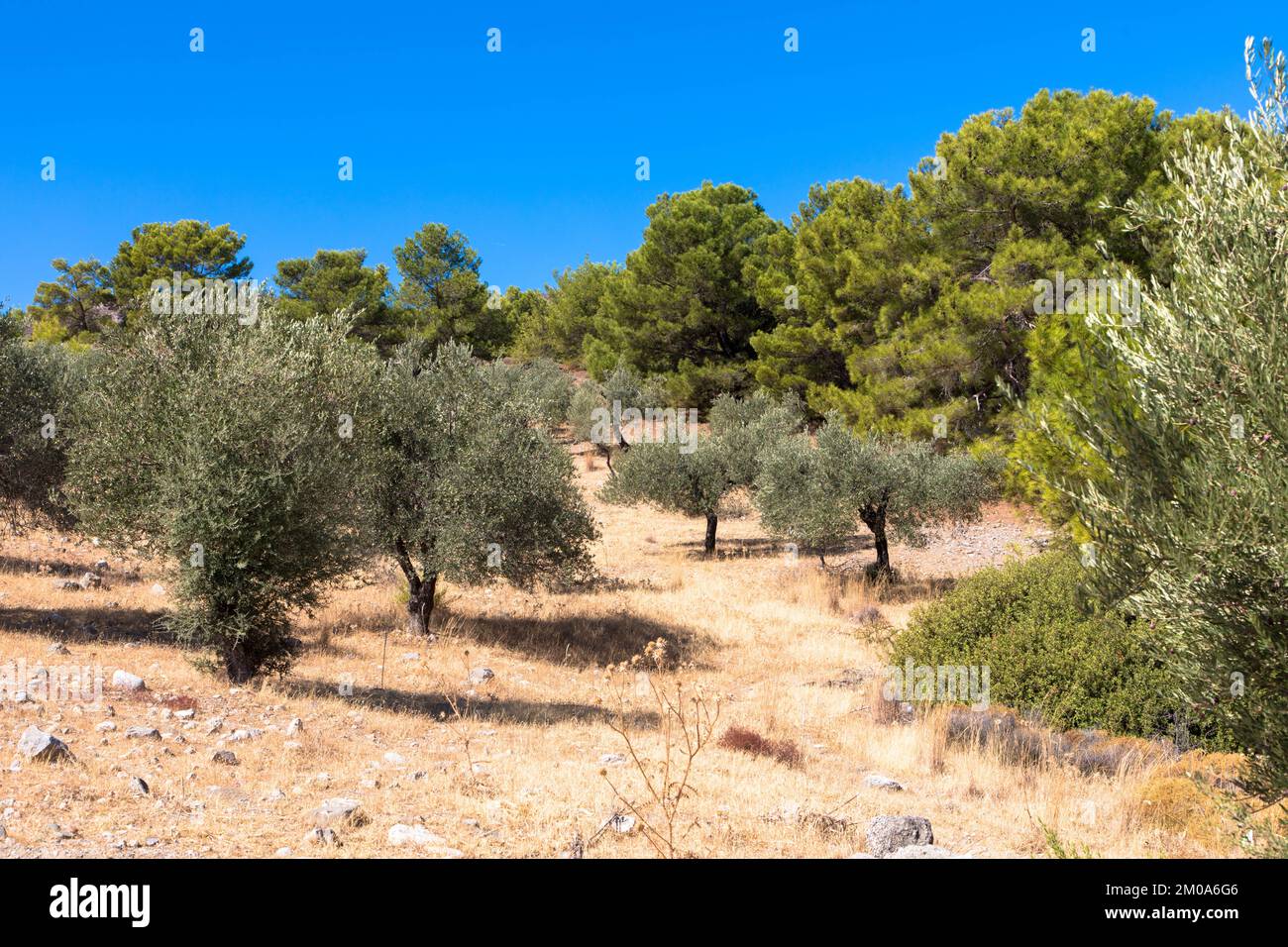 Oliviers dans un paysage grec typique. Climat aride et ciel bleu ensoleillé. Rhodes, Grèce. Banque D'Images