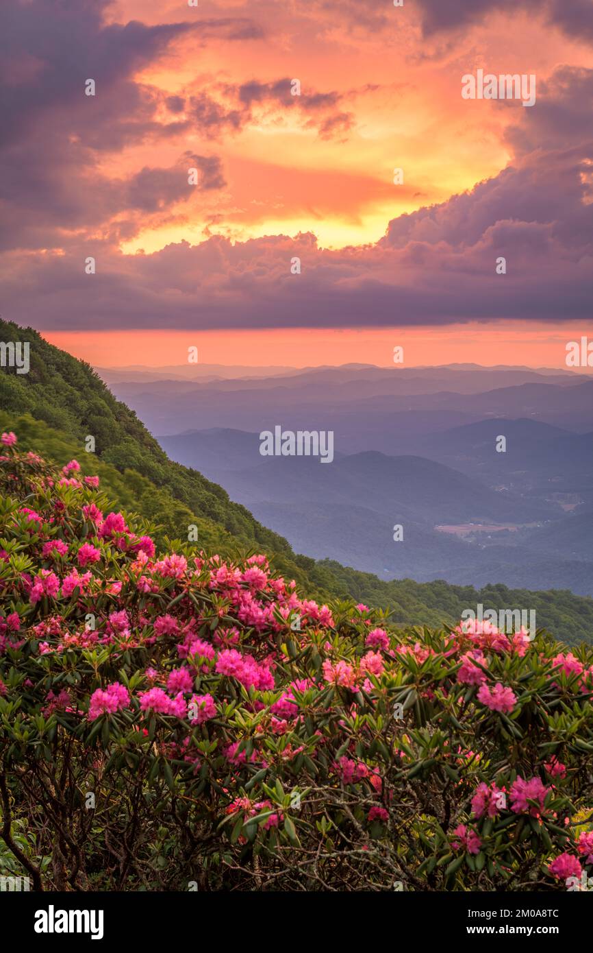 Les Great Craggy Mountains le long de la Blue Ridge Parkway en Caroline du Nord, États-Unis avec Catawba Rhododendron pendant un coucher de soleil de la saison de printemps. Banque D'Images