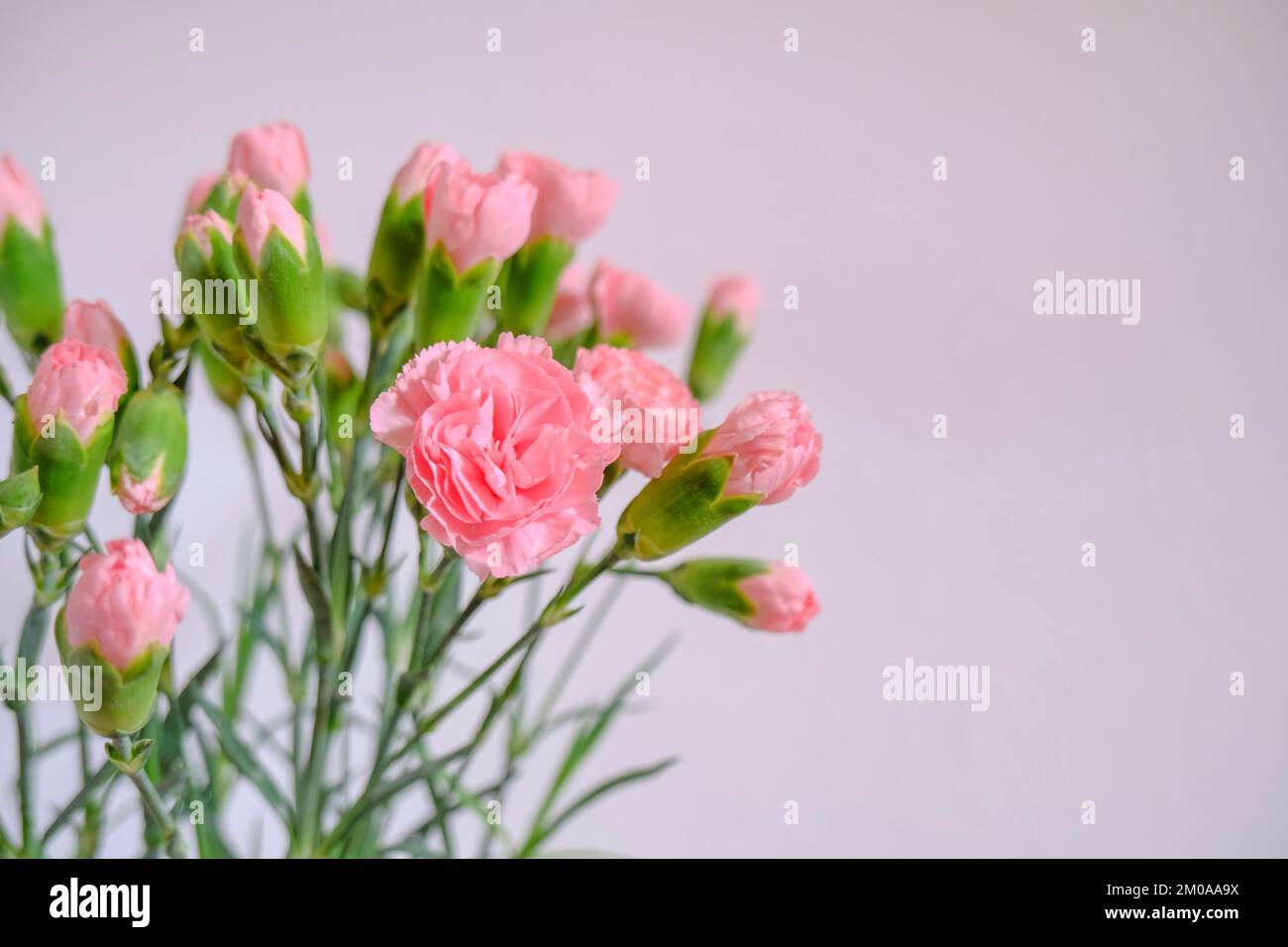 bouquet d'œillets roses en gros plan sur le mur blanc. Copier l'espace. Carte postale. Fond floral Banque D'Images