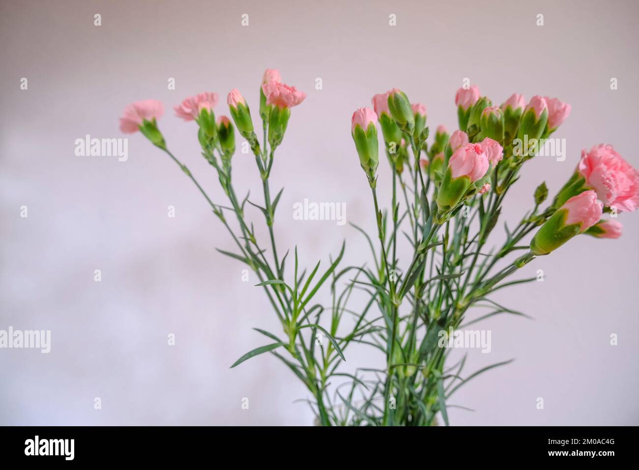 bouquet d'œillets roses dans un vase vue sur le dessus du mur blanc et le tiroir en bois. Copier l'espace. Décoration intérieure Banque D'Images