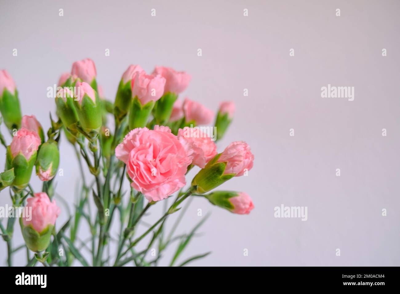 bouquet d'œillets roses en gros plan sur le mur blanc. Copier l'espace. Carte postale. Fond floral Banque D'Images
