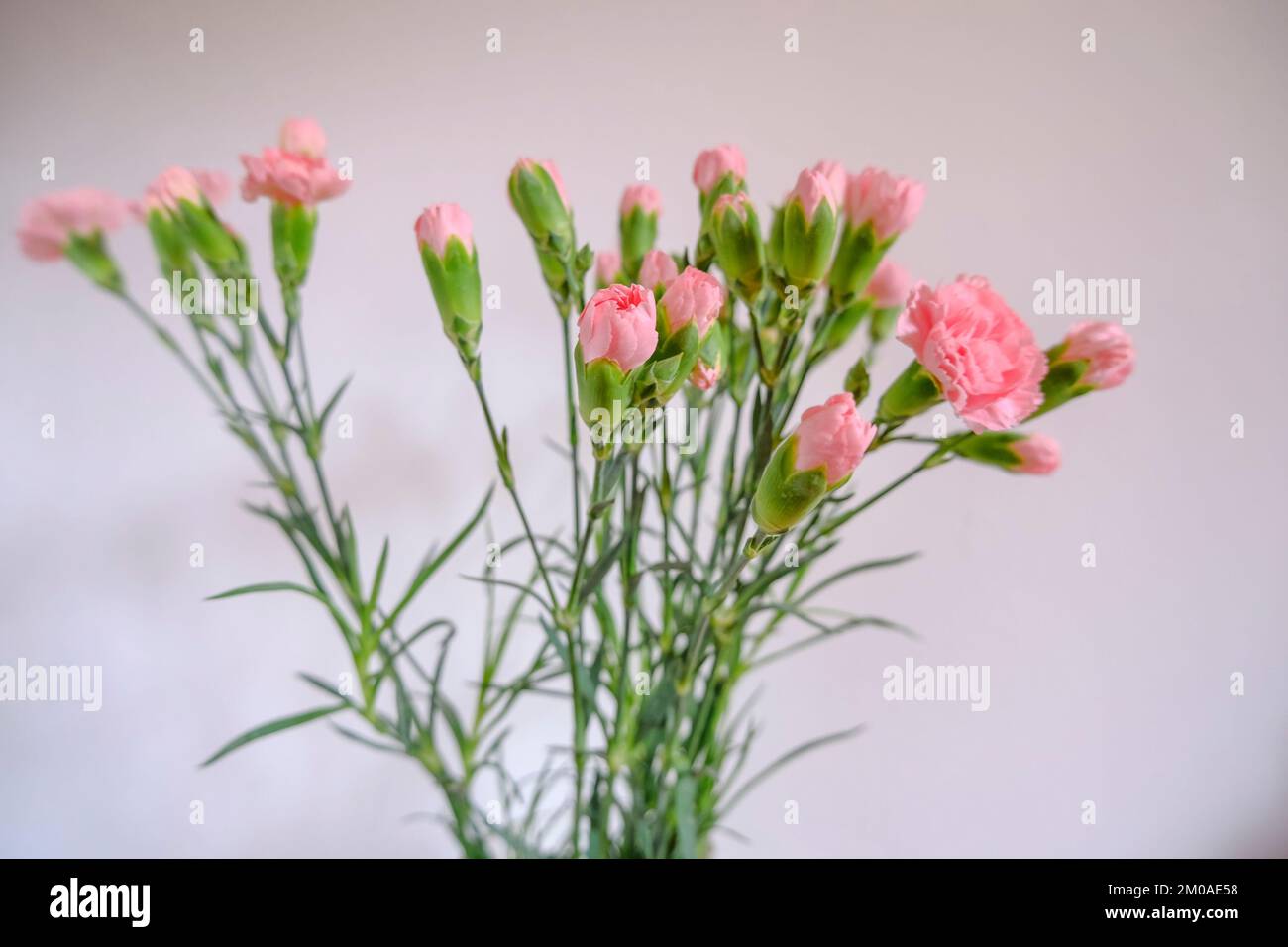 bouquet d'œillets roses dans un vase vue sur le dessus du mur blanc et le tiroir en bois. Copier l'espace. Décoration intérieure Banque D'Images