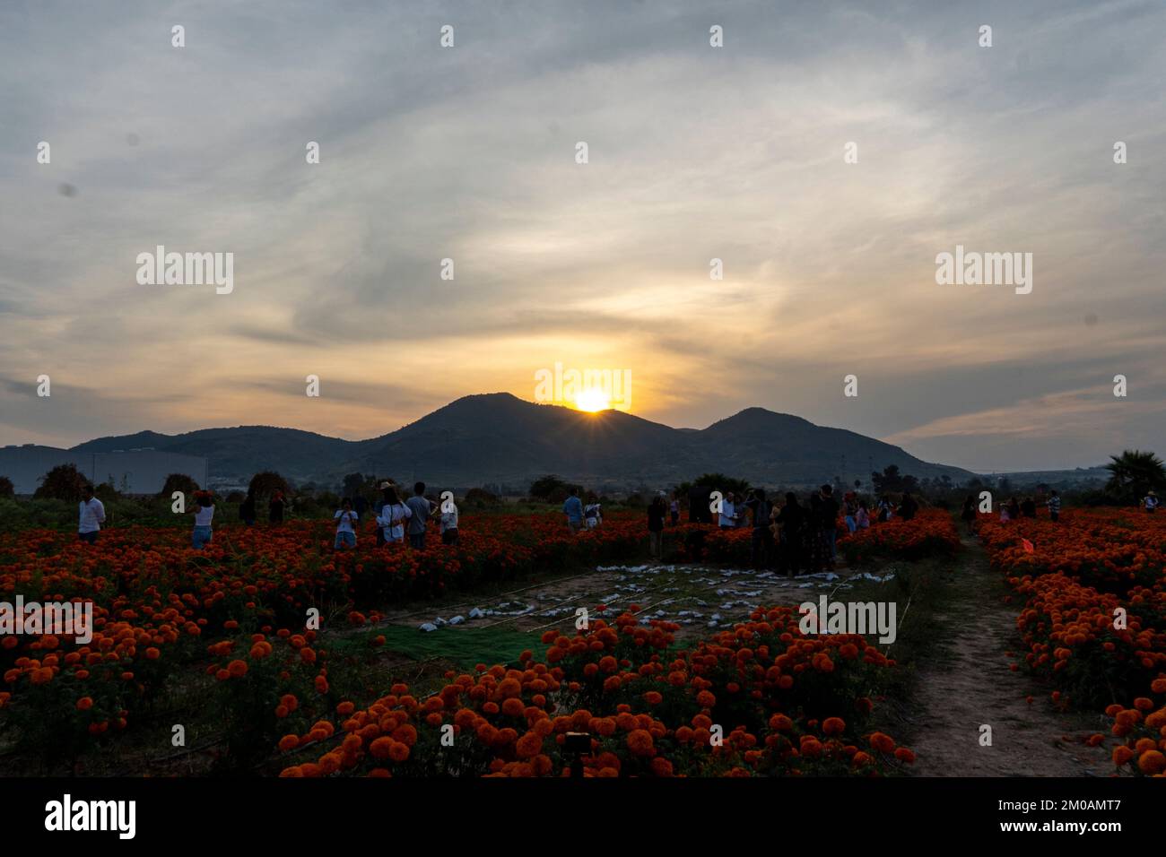 Champ de fleurs de Cempasuchil en une journée ensoleillée avec ciel bleu et balles de foin en arrière-plan. Banque D'Images