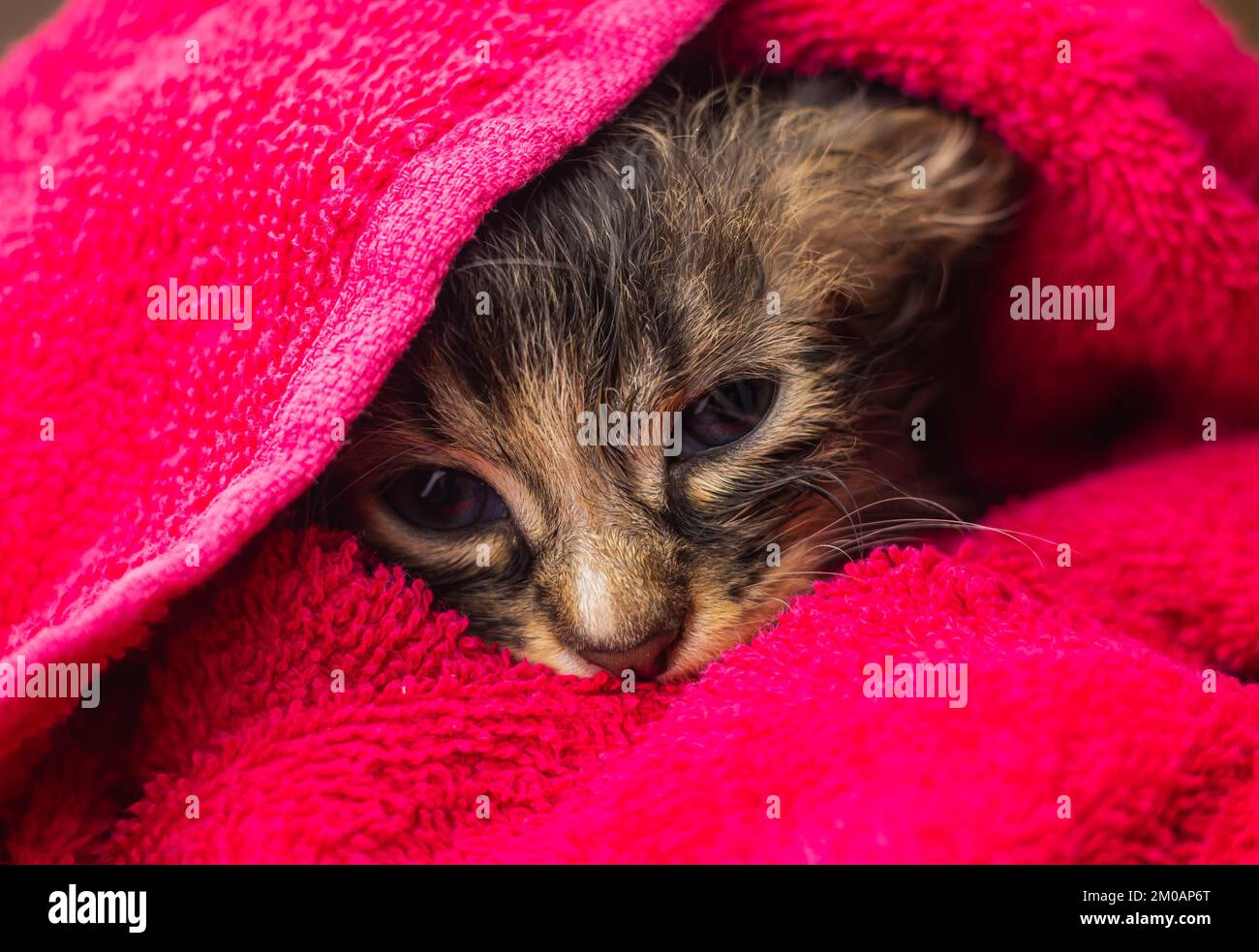 Petit chaton dans une serviette. Mignon chaton après bain enveloppé dans une serviette rose avec de beaux yeux. Juste lavé joli chat moelleux avec une serviette autour de son h Banque D'Images