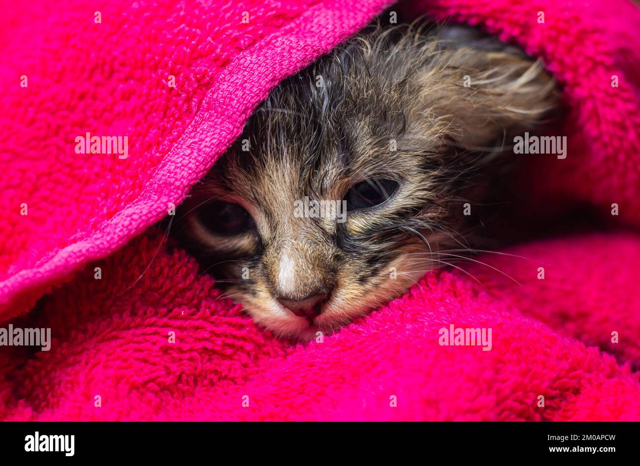 Petit chaton dans une serviette. Mignon chaton après bain enveloppé dans une serviette rose avec de beaux yeux. Juste lavé joli chat moelleux avec une serviette autour de son h Banque D'Images