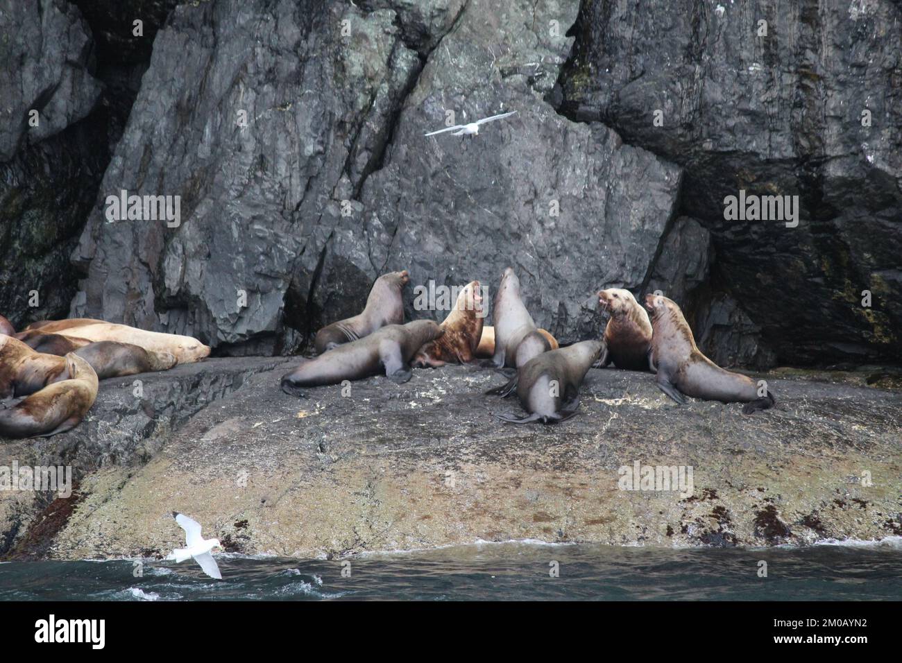 Les lions de mer sur un rocher Banque D'Images