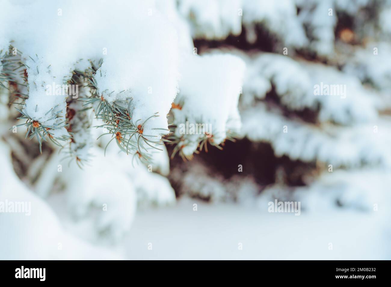 Gros plan de branche de sapin couverte de neige en forêt d'hiver. Véritable fond d'hiver et de Noël Banque D'Images