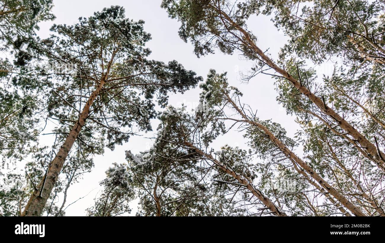 arbres d'hiver gelé fond naturel sec Banque D'Images