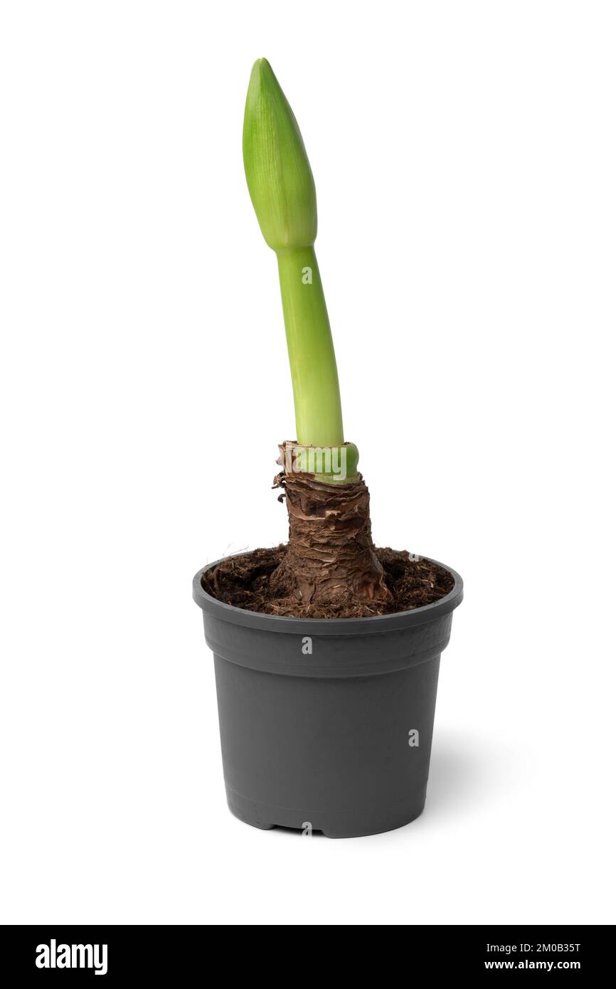 Un seul bouton vert amaryllis dans un pot isolé sur fond blanc Banque D'Images