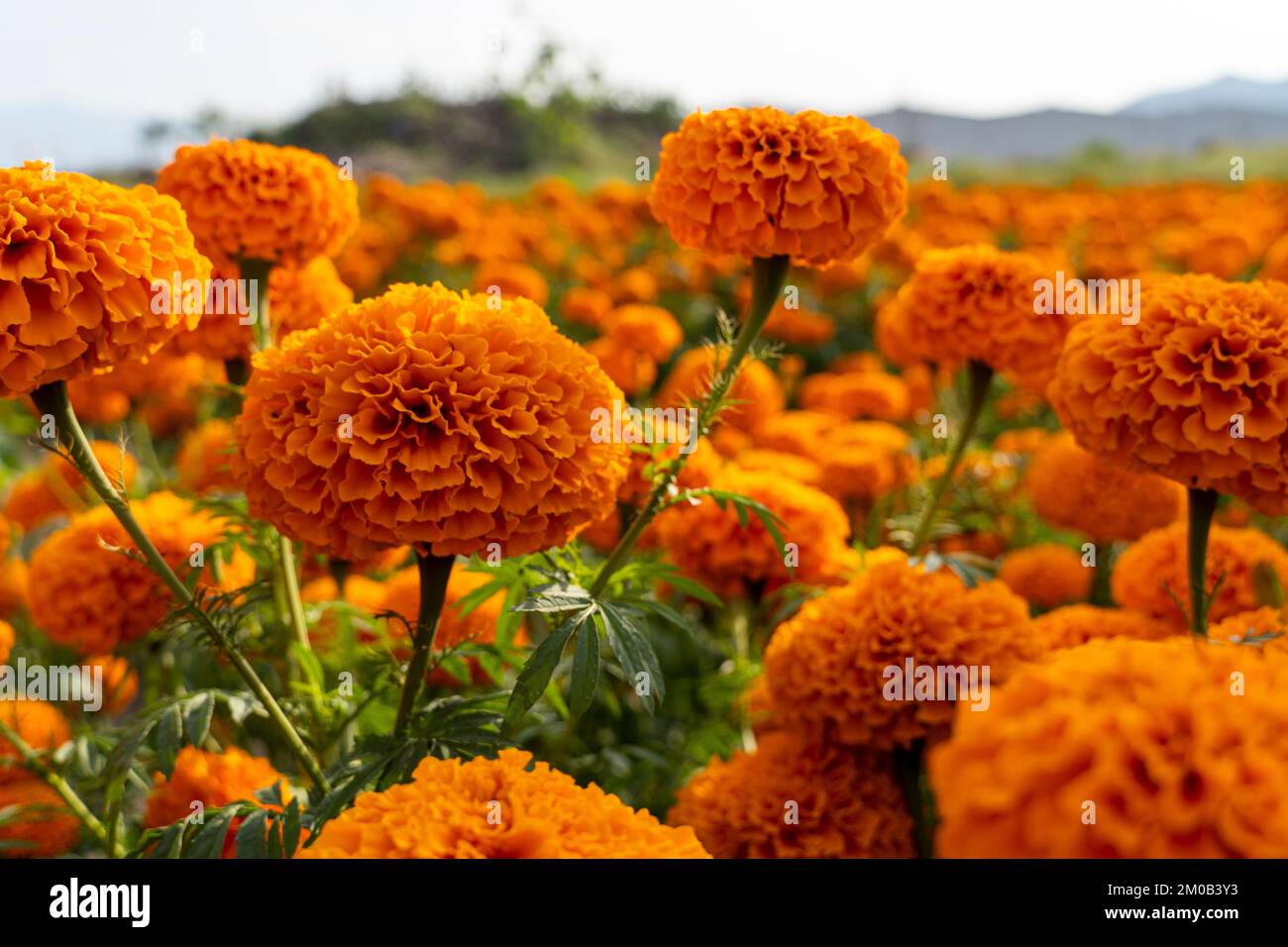 Champ de fleurs de Cempasuchil en une journée ensoleillée avec ciel bleu et balles de foin en arrière-plan. Banque D'Images