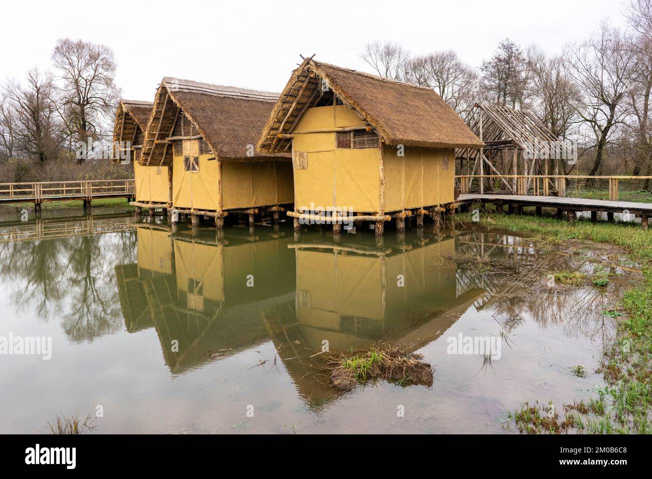 Colonies de peuplement dans les marais de Ljubljana. Banque D'Images