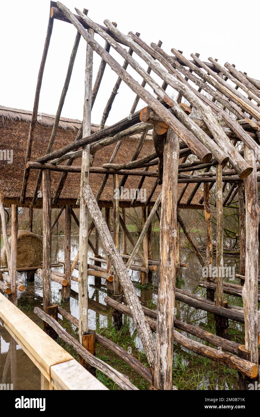 Colonies de peuplement dans les marais de Ljubljana. Banque D'Images