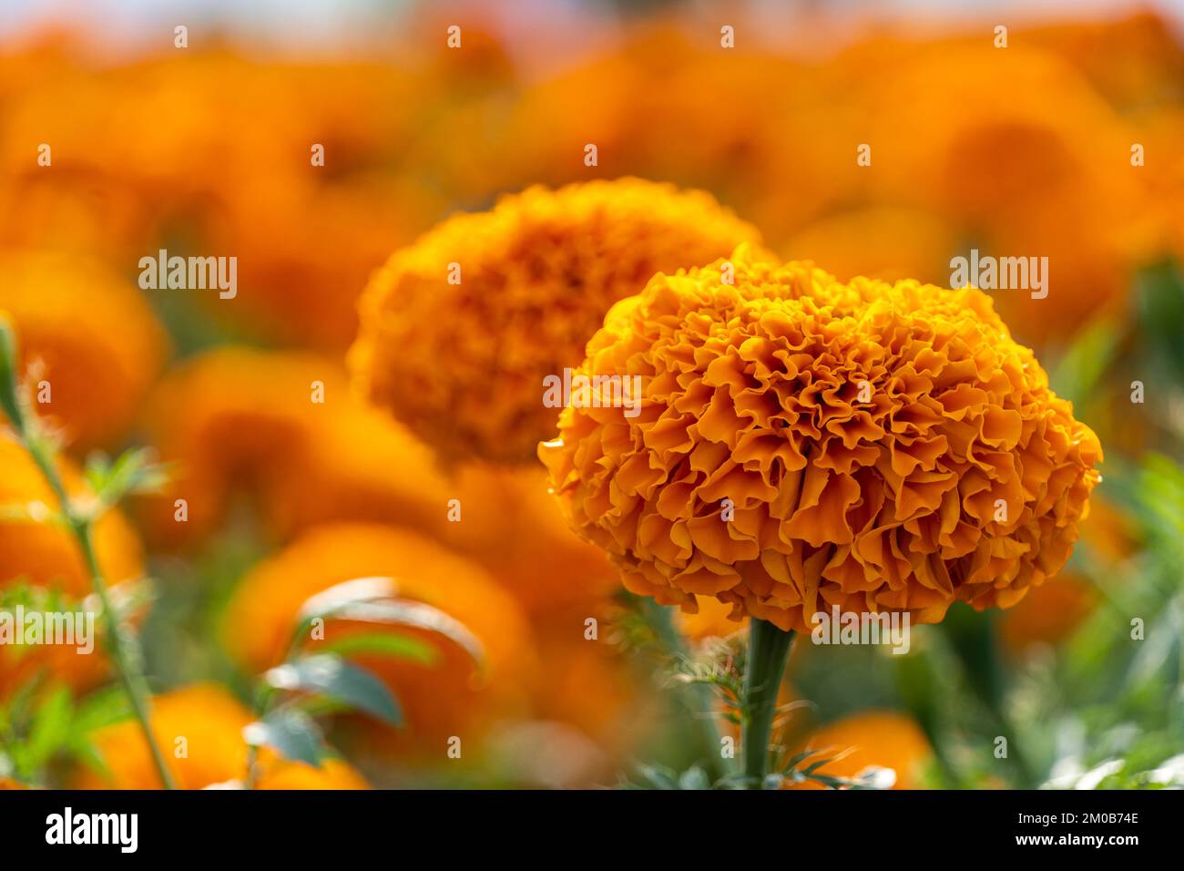 Kenikir ou Tagetes erecta cette plante a un arôme fort mais a de belles fleurs cempasuchil Banque D'Images