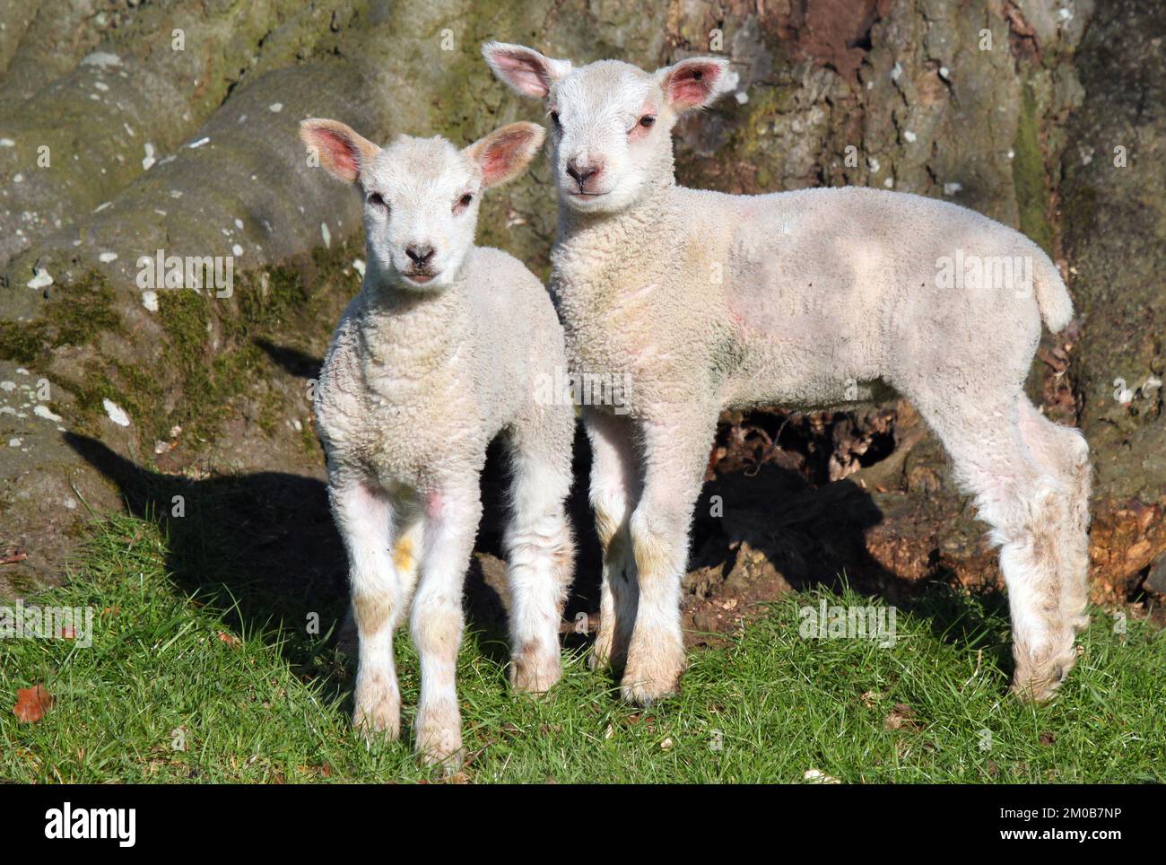 Deux agneaux Spring nouvellement nés. Agneaux nouveau-nés au soleil. Banque D'Images