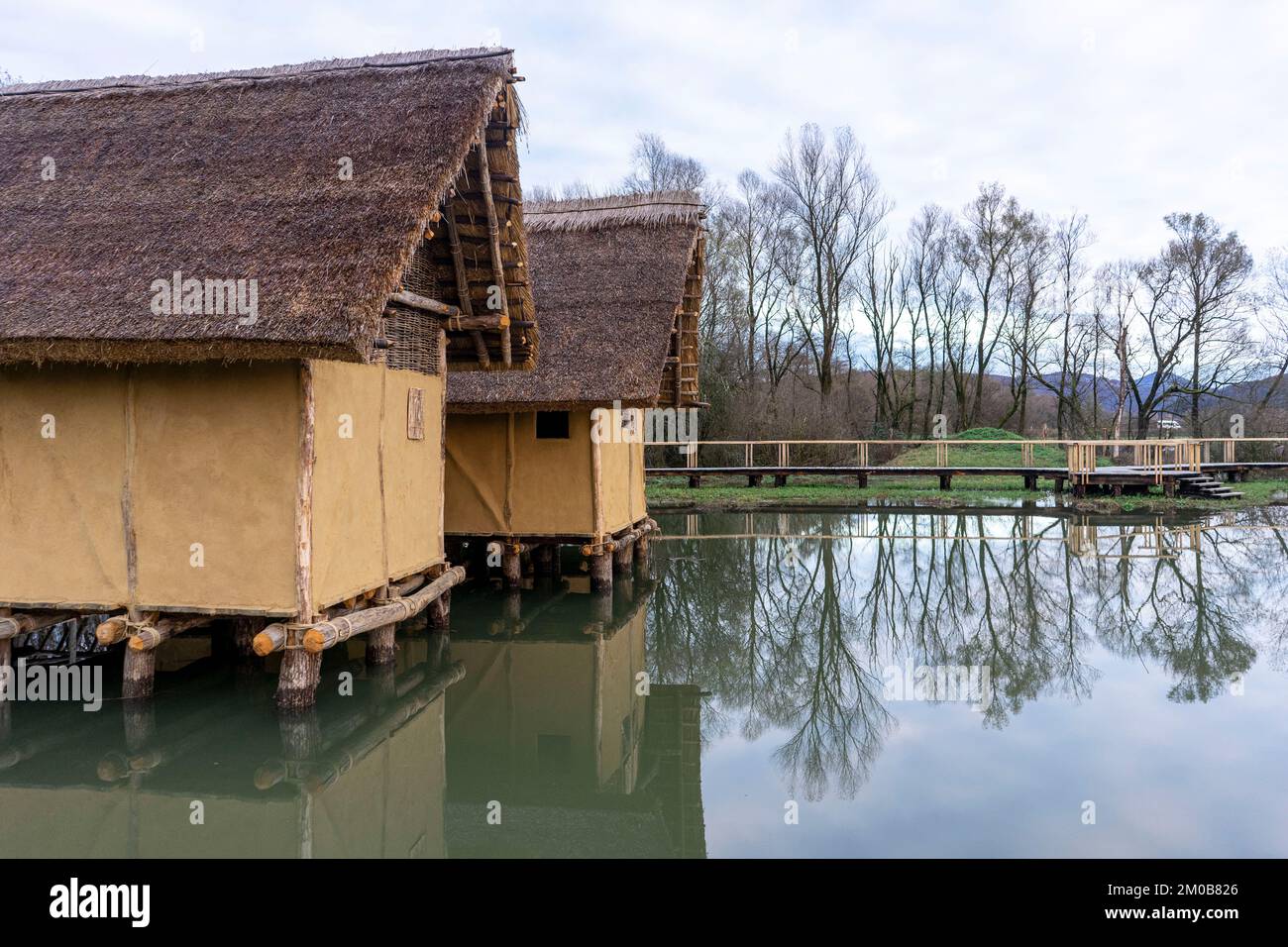 Colonies de peuplement dans les marais de Ljubljana. Banque D'Images
