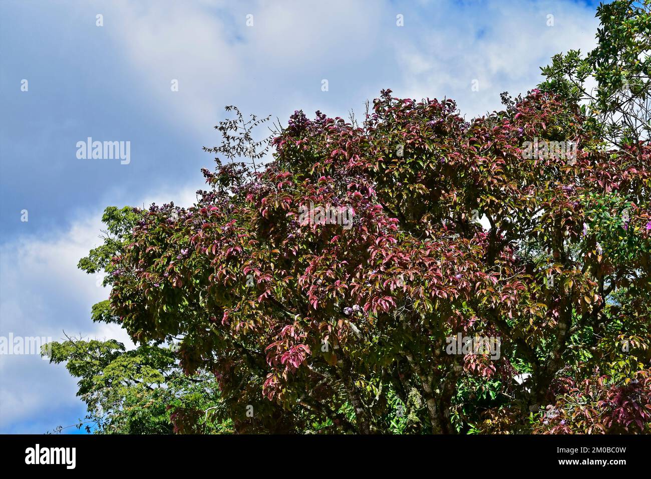 Feuilles d'arbre de pot de singe (Lecythis pitonis) sur le jardin tropical Banque D'Images