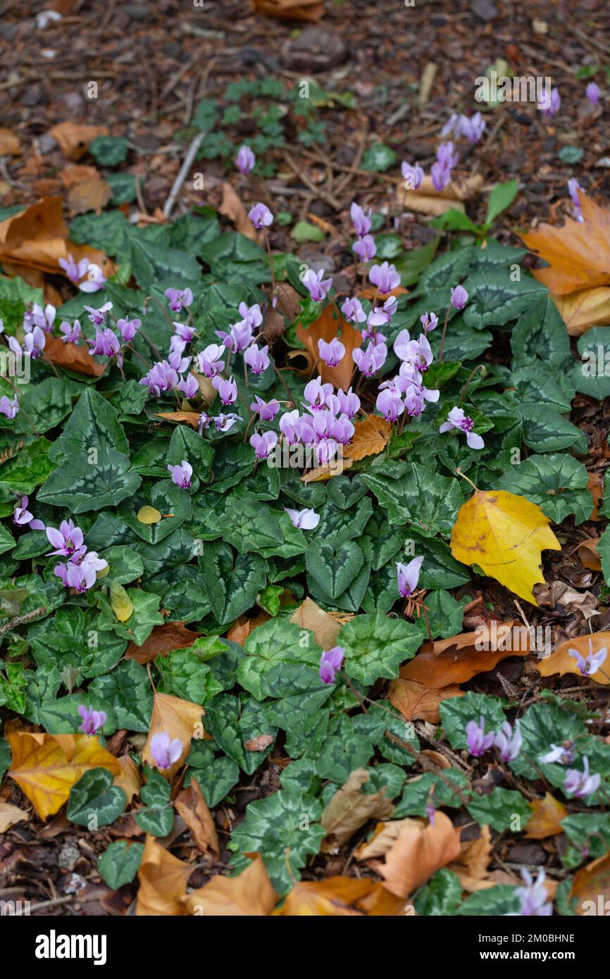 Cyclamen à feuilles d'Ivy, cyclamen hederifolium, dans un jardin Banque D'Images