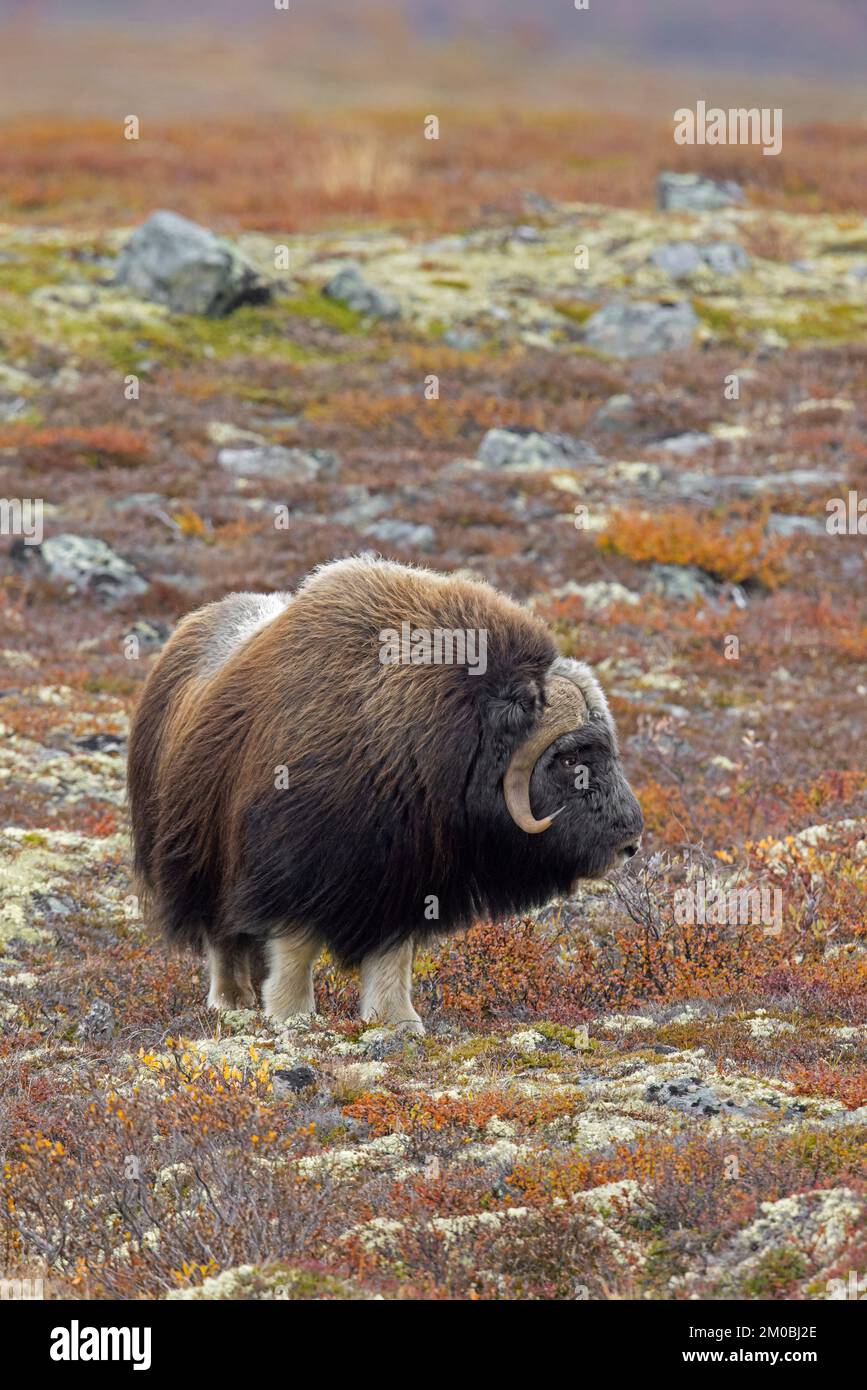 Boeuf musqué (Ovibos moschatus) taureau solitaire / mâle sur la toundra en automne / automne, Parc national de Dovrefjell–Sunndalsfjella, Norvège Banque D'Images