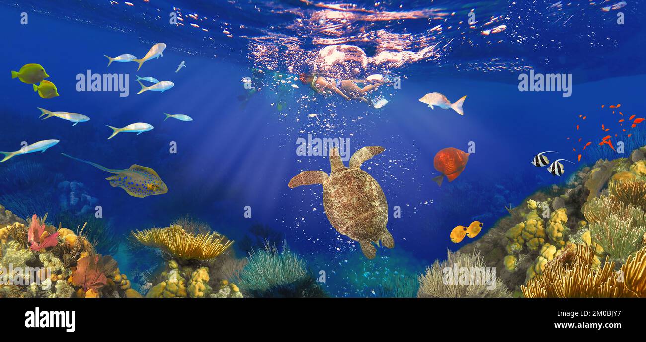 Récif de corail coloré avec de nombreux poissons et tortues de mer. Les gens à la plongée en apnée visite sous-marine à la mer des Caraïbes à Honeymoon Beach sur St. Thomas, USVI - concept de voyage Banque D'Images