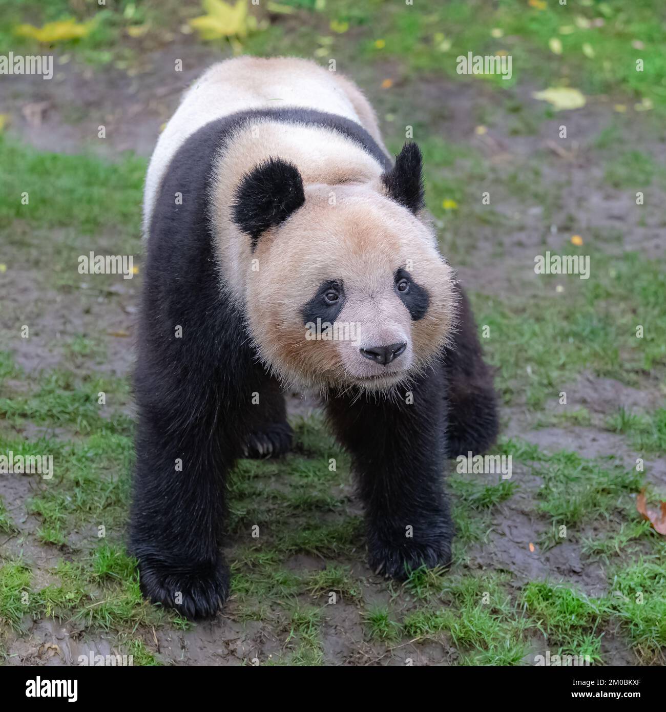 Un panda géant debout sur l'herbe, portrait Banque D'Images