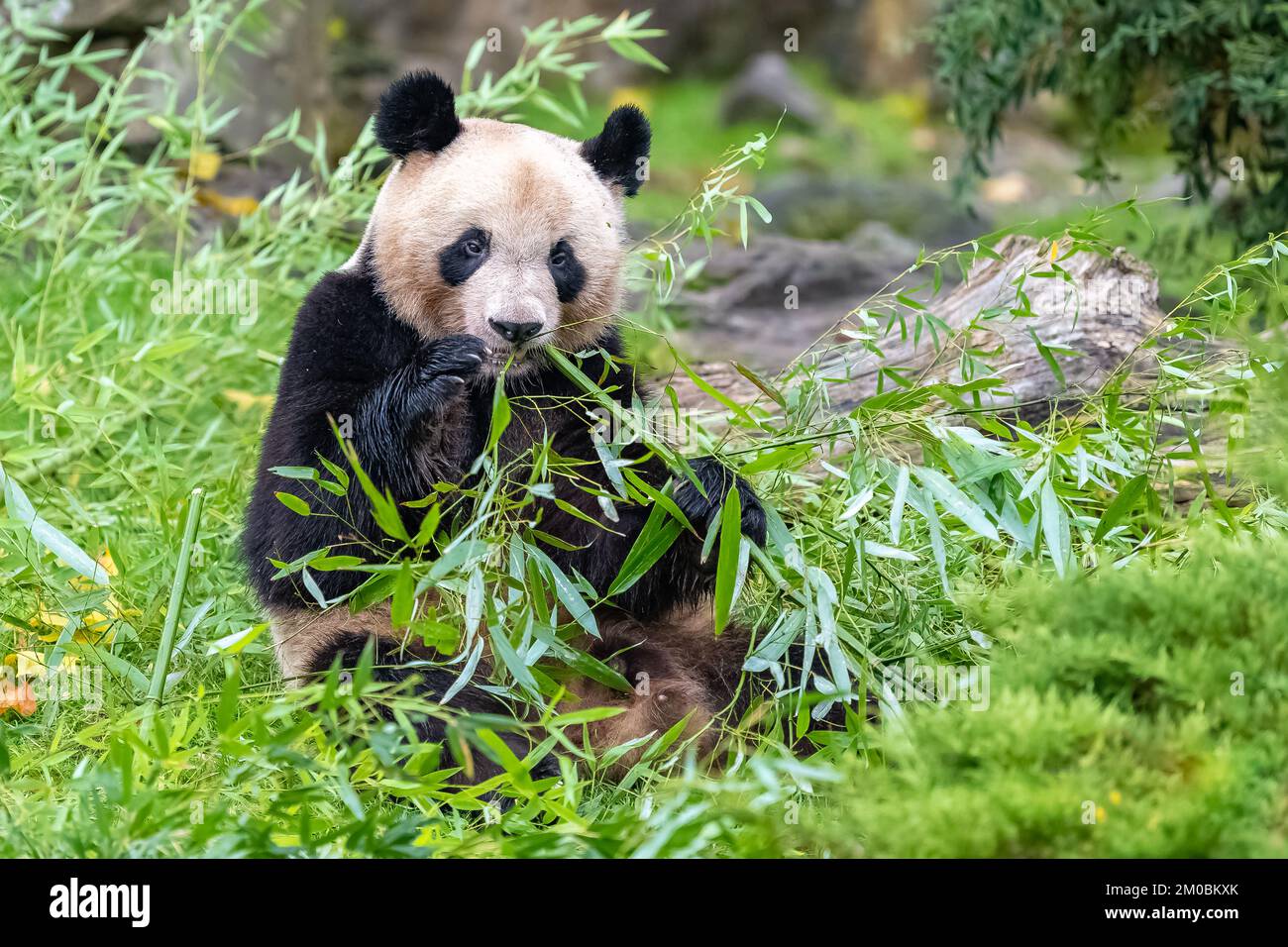 Jeune panda géant mangeant du bambou dans l'herbe, portrait Banque D'Images