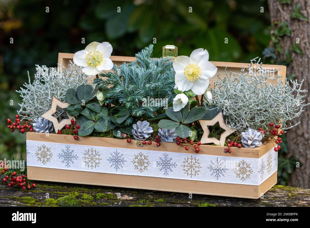 Décoration de noël avec helleborus niger, buisson et cyprès japonais dans une boîte en bois Banque D'Images