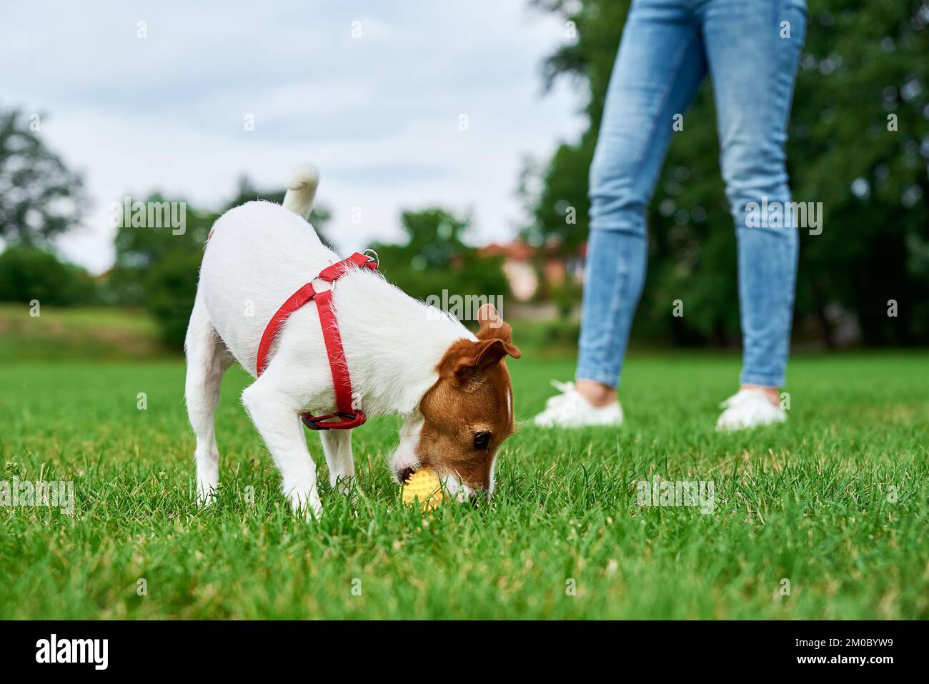 Une femme s'amuse avec un animal de compagnie à l'extérieur. Petit chien marchant sur le terrain avec de l'herbe verte, courant et jouant avec le ballon jouet Banque D'Images