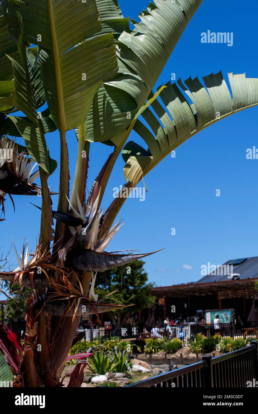 Giant Bird of Paradise Plant ou Banana sauvage à Sydney, Nouvelle-Galles du Sud, Australie (photo de Tara Chand Malhotra) Banque D'Images