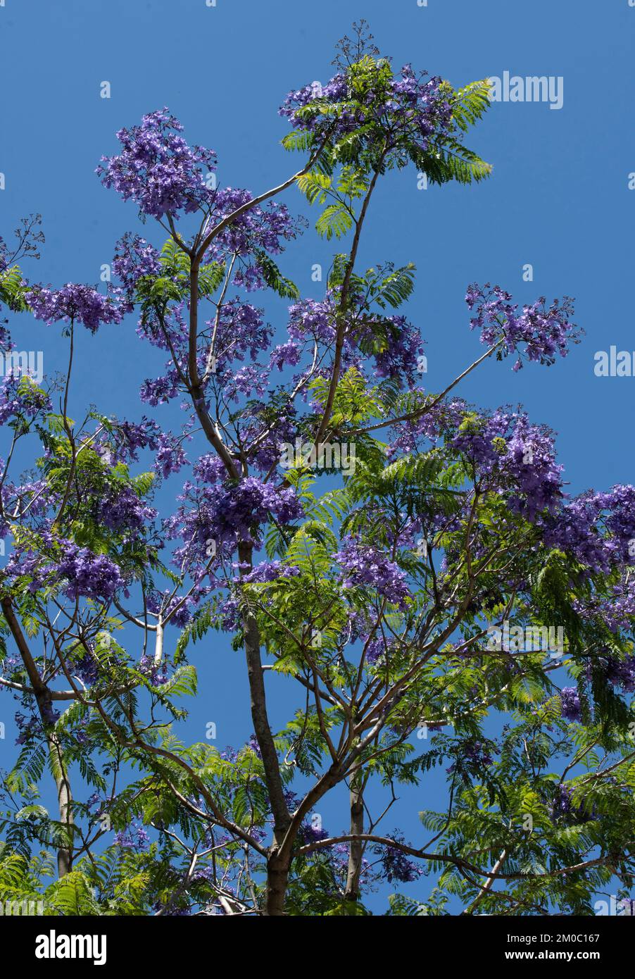 Belles fleurs violettes sur un arbre jacaranda en fleurs à Sydney, Nouvelle-Galles du Sud, Australie (photo de Tara Chand Malhotra) Banque D'Images