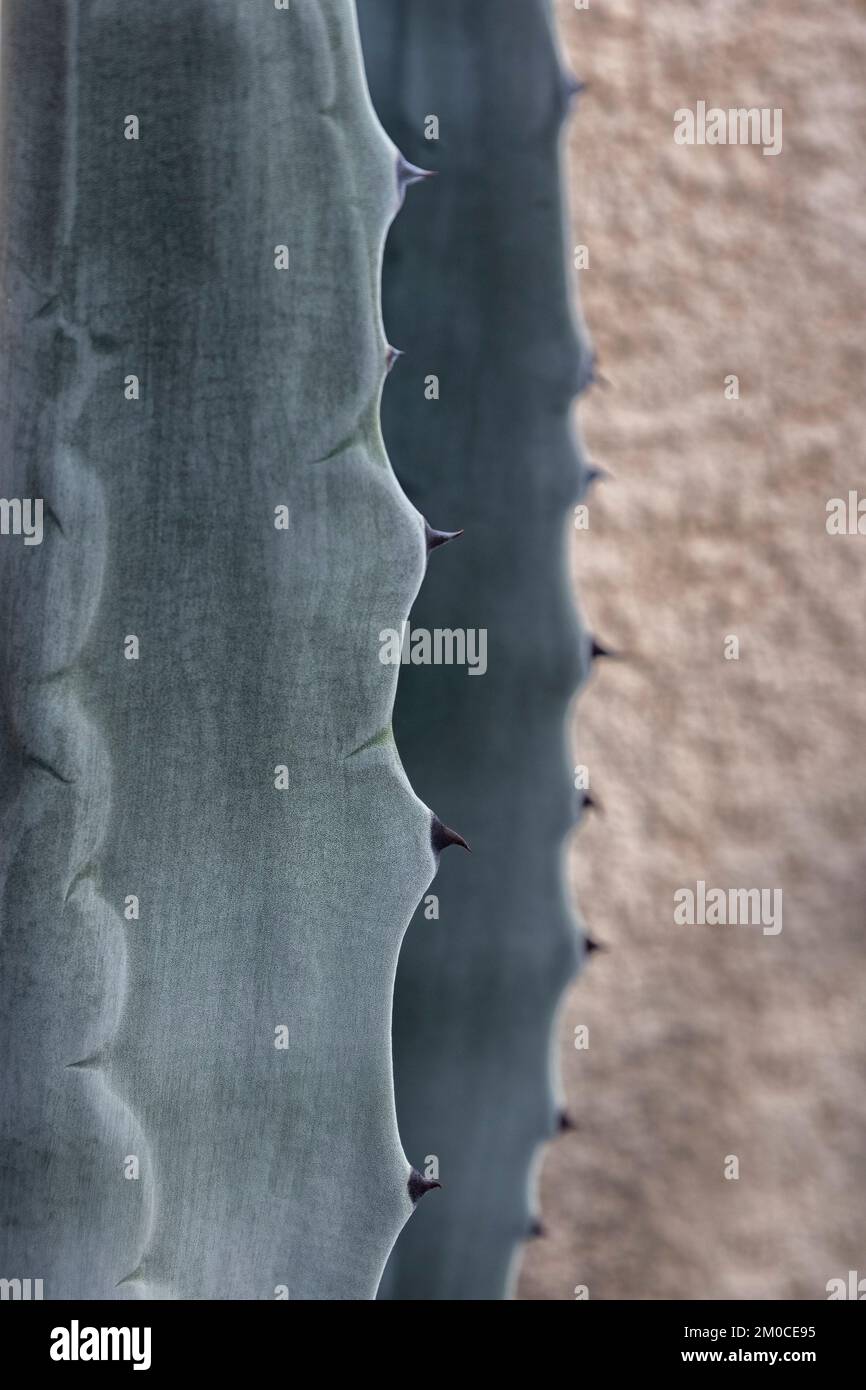 Détail en gros plan d'épingles de cactus pour utilisation comme texture de fond Banque D'Images